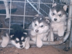 Incarcerated puppies